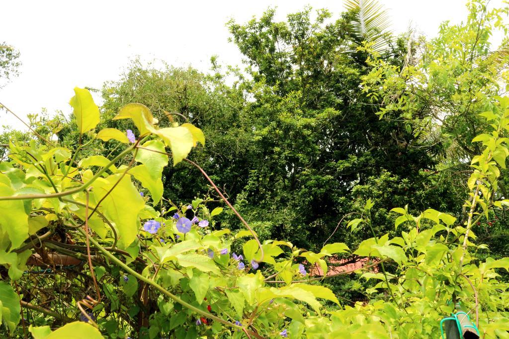 Marari Beach Pearl Homestay Mararikulam Zewnętrze zdjęcie